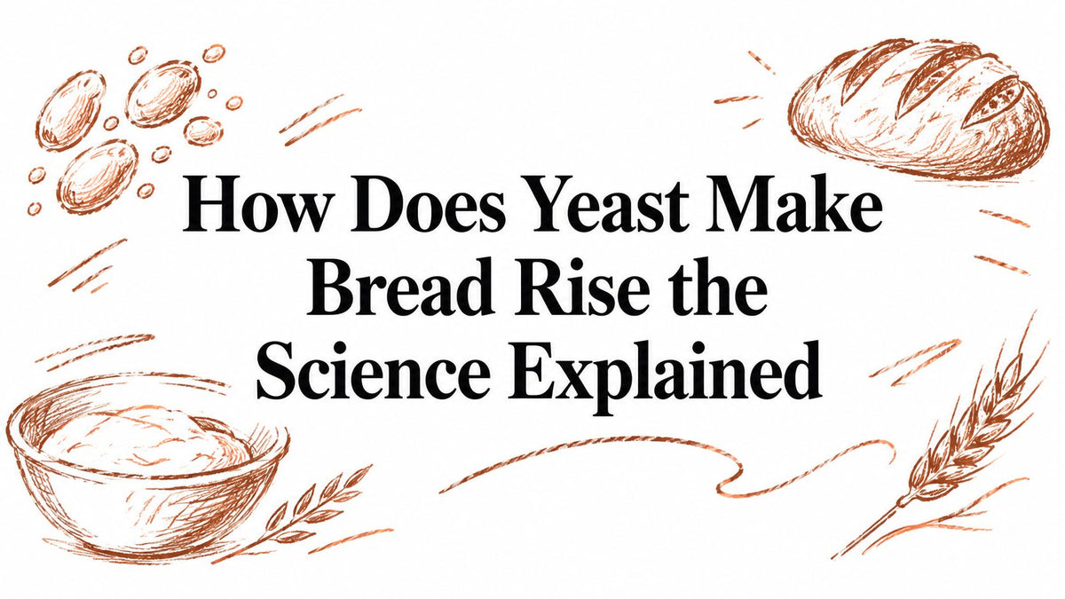 How Does Yeast Make Bread Rise the Science Explained