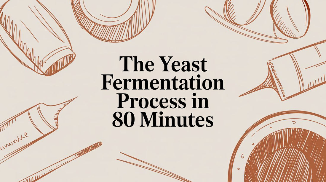 The Yeast Fermentation Process in 80 Minutes